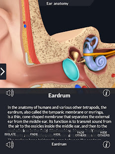 My Ear Anatomy