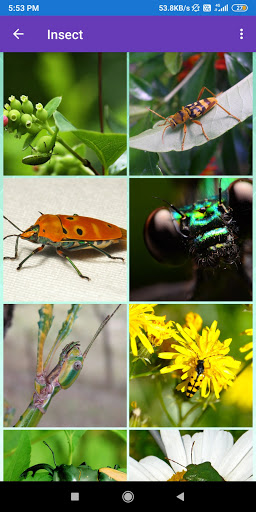 Bee Grasshopper Insect Wallp