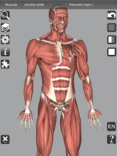 3D Bones and Organs (Anatomy) For PC installation