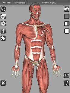 3D Bones and Organs (Anatomy) 5.3 Screenshots 10