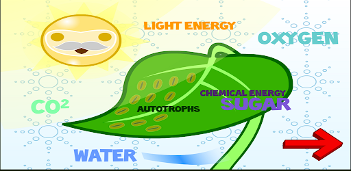 Flow of Energy in Ecosystem Screen 3