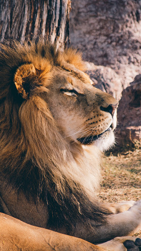 Android application king lion wallpaper screenshort