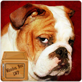 english bulldog live wallpaper - cute bulldog icon