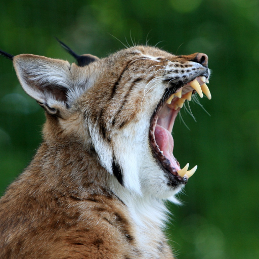 Bobcat Sounds logo