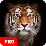 Tiger Wallpapers PRO icon