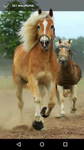 Android application Pony Wallpapers screenshort
