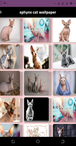 hairless cat : sphynx cat Screen 2