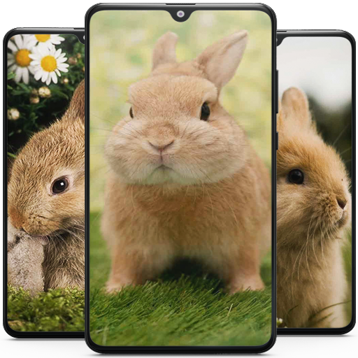 Rabbit Wallpaper HD Download on Windows
