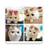 Cute Little Cats icon