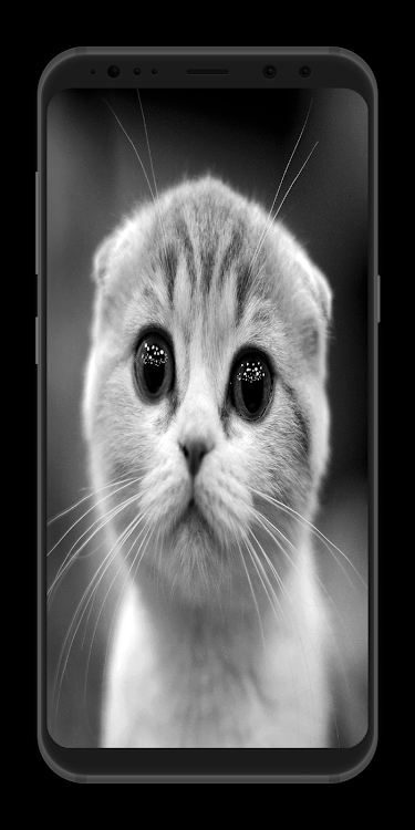 Cute Cats Wallpapers 4K by 4K Wallpapers and Backgrounds - (Android Apps) —  AppAgg