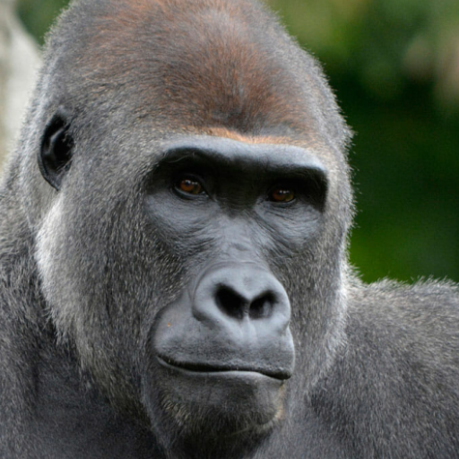 Gorilla sounds logo