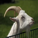 Cover Image of Baixar Angry Goat Simulator Revenge: Crazy Goat Madness 1.11 APK