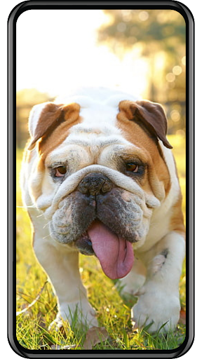 Dog Wallpaper Screen 2