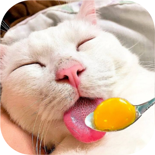 Funny Animals Video Download on Windows