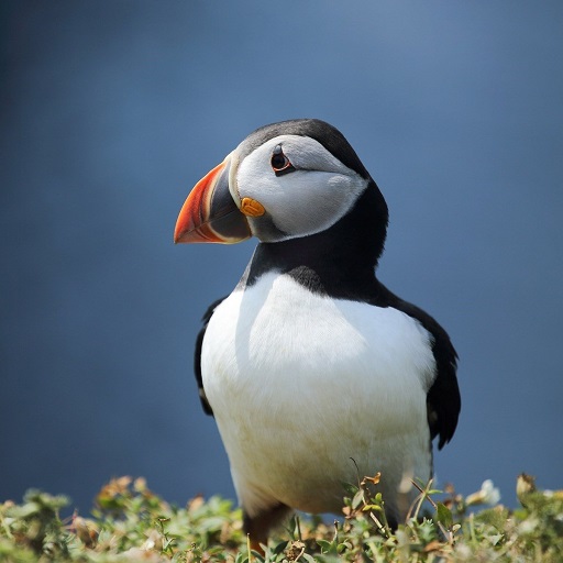Atlantic Puffin Wallpaper HD