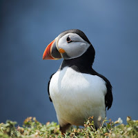 Atlantic Puffin Wallpaper HD