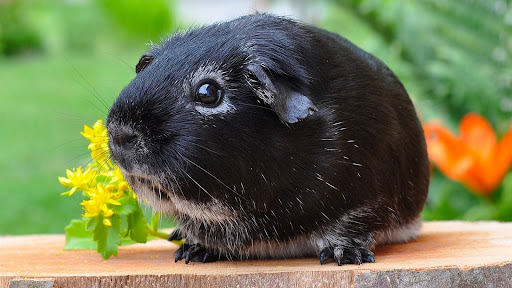 Guinea Pig Wallpapers