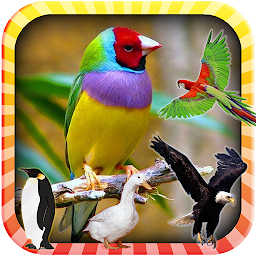 Learn the Birds
