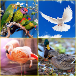 Cover Image of Download Duck, Flamingo, Parrot, Pigeon Wallpapers 1.0.8 APK