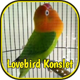 Lovebird Konslet Ngekek Juara icon