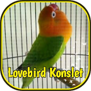 Lovebird Konslet Ngekek Juara