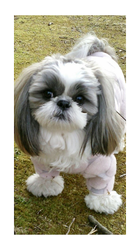 Shih Tzu Wallpaper HD