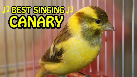 canary sound