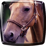 Horse Live Wallpaper icon