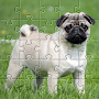 Pugs jigsaw puzzle dogs