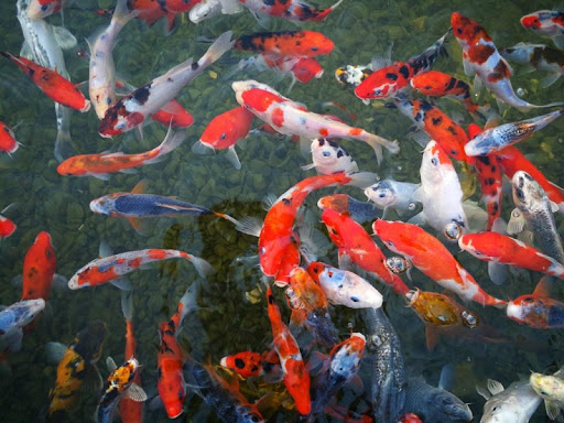 Japanese koi fish wallpapers