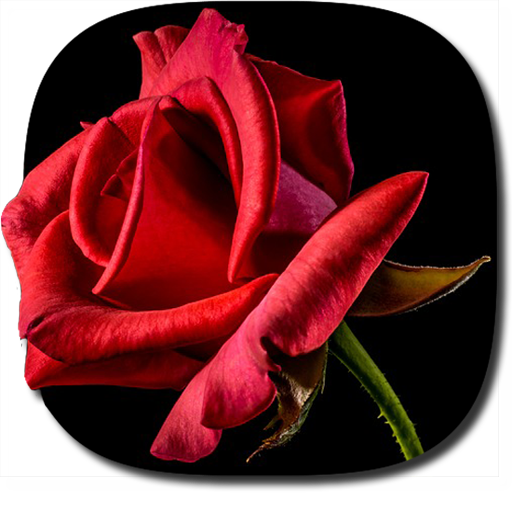 Blooming Roses Video Wallpaper