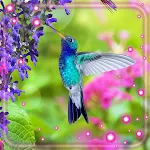 Cover Image of Download Colibri Songs Nature  APK