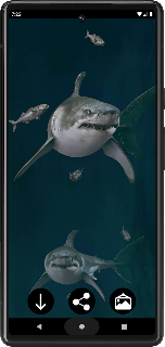 Shark Wallpapers