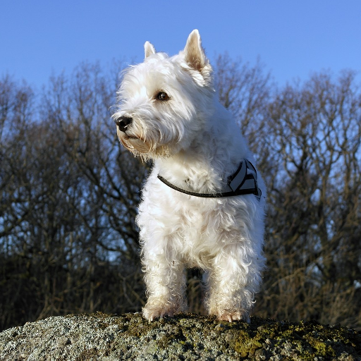 Terrier dog photos logo