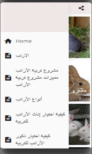 مشروع تربية الارانب