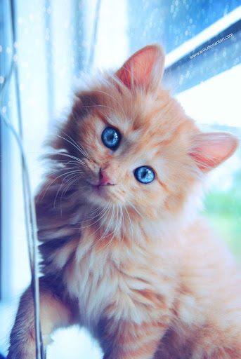 Android application Cute Cat Wallpaper - cat 4k screenshort
