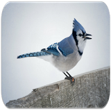 Blue Jay sounds icon