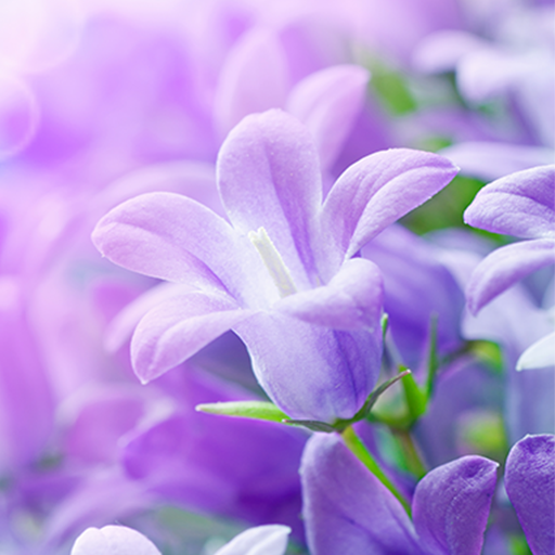 Lilac Flowers Live Wallpaper  Icon