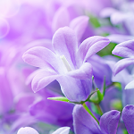 Cover Image of ดาวน์โหลด ดอกไม้สีม่วงสดวอลล์เปเปอร์  APK