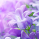 Lilac Flowers Live Wallpaper - Androidアプリ