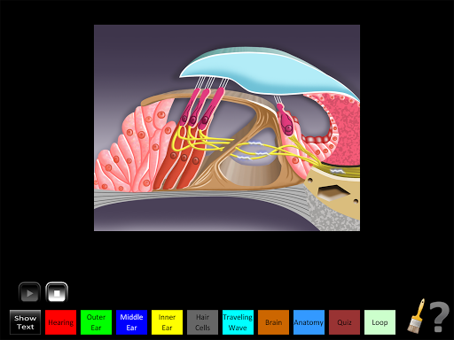 Android application Hearing Anatomy screenshort