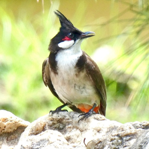 Red Whiskered Bulbul Sounds logo