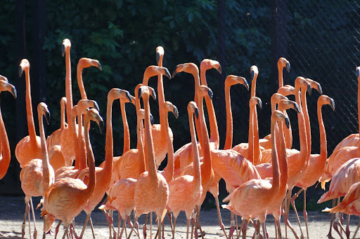 Flamingos Wallpaper HD Screen 2