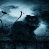 Rainy Cat Live Wallpaper icon