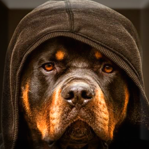 Rottweiler Wallpaper Apps On Google Play