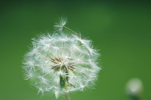 Macro Live Wallpaper Wallpapers  Backgrounds