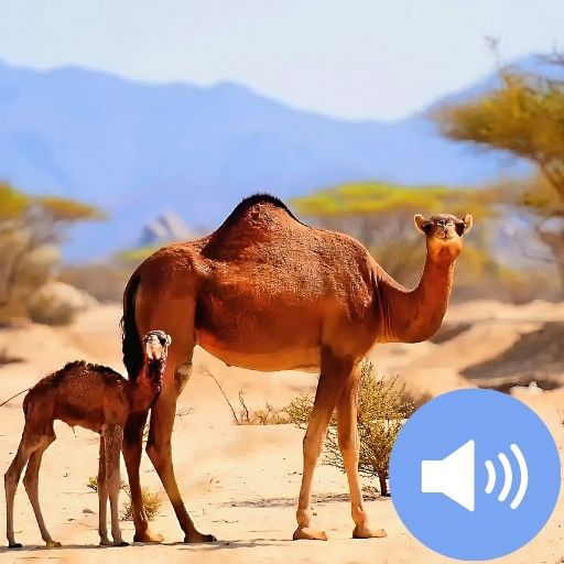 Camel Sounds and Wallpapers