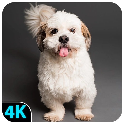 Dog & Puppy Wallpapers 4K logo