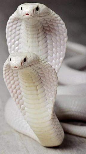 Android application Snake Wallpaper screenshort