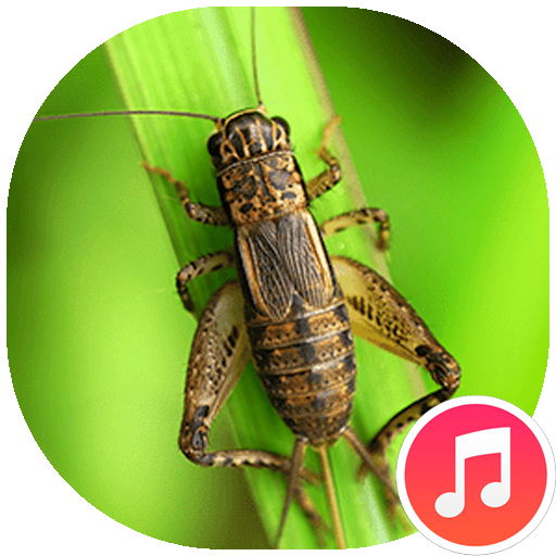 Crickets Sounds for PC / Mac / Windows 11,10,8,7 Free Download